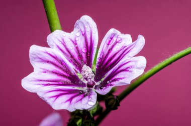 Pırıl pırıl su damlacıklarıyla kaplı, güzel, mor bir çiçeğin yakın plan görüntüsü. Doğa, bahçe ve güzellik temaları için mükemmel.
