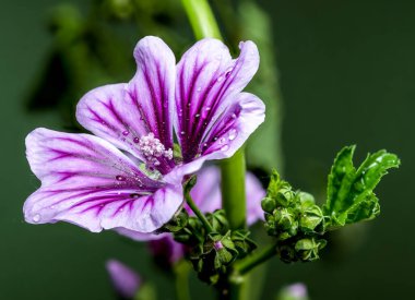 Parlak su damlacıkları ile mor bir mallow çiçeğinin çarpıcı görüntüsü, doğal yeşil gövdesi ve arka planına karşı güzel bir şekilde duruyor.