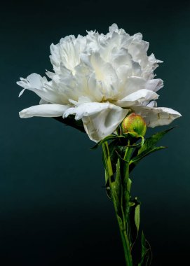 Canlı beyaz bir şakayığın çarpıcı yakın çekimi, narin yapraklarını ve taze çiğ damlalarını sergiliyor derin, zıt bir zemine karşı.