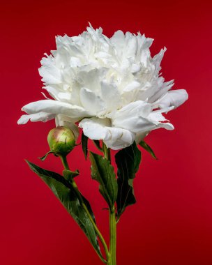 Çiçek açmış el değmemiş beyaz bir şakayık, yanında taze bir tomurcuk, canlı kırmızı bir zemin üzerine kurulmuş, doğal zarafetini vurguluyor.