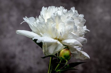 Taze tomurcukla çiçek açmış güzel beyaz bir şakayık çiçeği, ince desenli ve karamsar bir arka plana vurgulanmış.