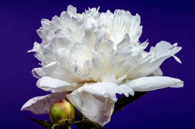 Taze bir tomurcukla çiçek açmış güzel beyaz bir şakayık çiçeği çarpıcı ve canlı bir mor arkaplana vurgulanmış.