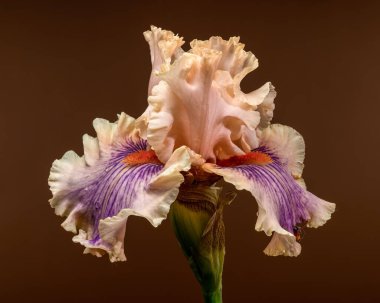 Çiçek açmış zarif sakallı bir iris, şeftali ve mor yapraklar sergiliyor, yanında kapalı bir tomurcuk, ılık kahverengi bir arka planda.