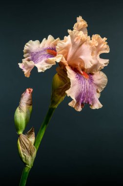 Büyüyen bir tomurcukla eşlik eden, çiçek açmış, şeftali ve mor yapraklar sergilenen büyüleyici sakallı iris kasvetli, karanlık bir arka plana karşı.