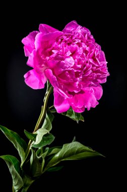 Canlı pembe şakayık çiçeği, su damlacıkları ile taze, koyu siyah arkaplanda fotoğraflanmış, zengin rengini ve narin taç yapraklarını renklendiriyor.