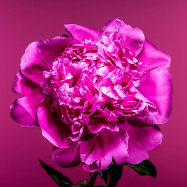 Yapraklarında su damlacıkları olan çarpıcı bir pembe şakayık çiçeği güzelliğini vurgulamak için canlı renkli bir arka plana dizilmiştir.