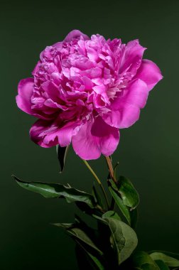 Su damlacıkları ile canlı pembe bir şakayık çiçeği, yemyeşil bir zemin ile güzel zıt, onun narin taç yaprakları ve taze görünümünü vurgulayan