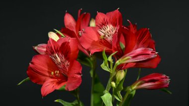 Zarif Red Alstroemeria 'nın 4K' lık yakın çekim videosu, aynı zamanda Peru Zambakları olarak da bilinir, zengin bir renk arkaplanına karşı sergilenir 