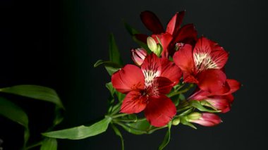 Zarif Red Alstroemeria 'nın 4K' lık yakın çekim videosu, aynı zamanda Peru Zambakları olarak da bilinir, zengin bir renk arkaplanına karşı sergilenir 
