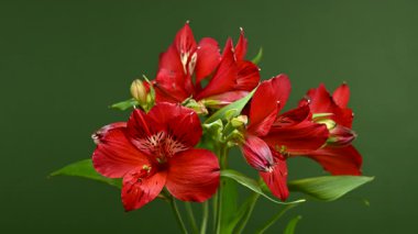 Zarif Red Alstroemeria 'nın 4K' lık yakın çekim videosu, aynı zamanda Peru Zambakları olarak da bilinir, zengin bir renk arkaplanına karşı sergilenir 