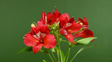 Zarif Red Alstroemeria 'nın 4K' lık yakın çekim videosu, aynı zamanda Peru Zambakları olarak da bilinir, zengin bir renk arkaplanına karşı sergilenir 