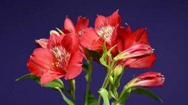 Zarif Red Alstroemeria 'nın 4K' lık yakın çekim videosu, aynı zamanda Peru Zambakları olarak da bilinir, zengin bir renk arkaplanına karşı sergilenir 