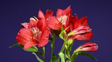Zarif Red Alstroemeria 'nın 4K' lık yakın çekim videosu, aynı zamanda Peru Zambakları olarak da bilinir, zengin bir renk arkaplanına karşı sergilenir 