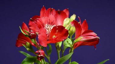 Zarif Red Alstroemeria 'nın 4K' lık yakın çekim videosu, aynı zamanda Peru Zambakları olarak da bilinir, zengin bir renk arkaplanına karşı sergilenir 