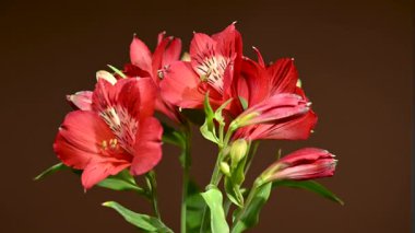 Zarif Red Alstroemeria 'nın 4K' lık yakın çekim videosu, aynı zamanda Peru Zambakları olarak da bilinir, zengin bir renk arkaplanına karşı sergilenir 