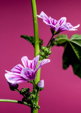 Pırıl pırıl su damlacıklarıyla kaplı, güzel, mor bir çiçeğin yakın plan görüntüsü. Doğa, bahçe ve güzellik temaları için mükemmel.