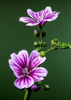 Parlak su damlacıkları ile mor bir mallow çiçeğinin çarpıcı görüntüsü, doğal yeşil gövdesi ve arka planına karşı güzel bir şekilde duruyor.