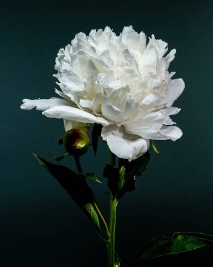 Canlı beyaz bir şakayığın çarpıcı yakın çekimi, narin yapraklarını ve taze çiğ damlalarını sergiliyor derin, zıt bir zemine karşı.