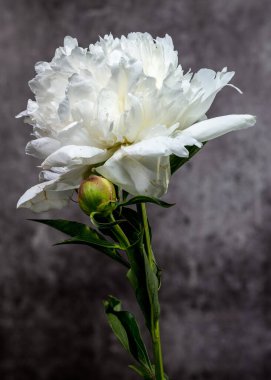Taze tomurcukla çiçek açmış güzel beyaz bir şakayık çiçeği, ince desenli ve karamsar bir arka plana vurgulanmış.