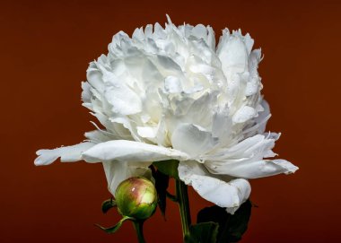 Çiçek açmış el değmemiş beyaz bir şakayık, yanında taze bir tomurcuk, sıcacık, kahverengi bir zemin üzerine kurulmuş, doğal zarafetini vurguluyor.