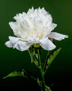 Zarif yapraklarını ve yeşil yapraklarını zengin, koyu yeşil arka planda sergileyen, tam çiçeklenmiş çarpıcı beyaz bir şakayık.