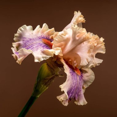 Çiçek açmış zarif sakallı bir iris, şeftali ve mor yapraklar sergiliyor, yanında kapalı bir tomurcuk, ılık kahverengi bir arka planda.