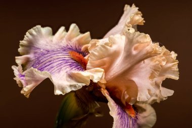 Çiçek açmış zarif sakallı bir iris, şeftali ve mor yapraklar sergiliyor, yanında kapalı bir tomurcuk, ılık kahverengi bir arka planda.