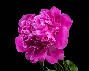 Canlı pembe şakayık çiçeği, su damlacıkları ile taze, koyu siyah arkaplanda fotoğraflanmış, zengin rengini ve narin taç yapraklarını renklendiriyor.