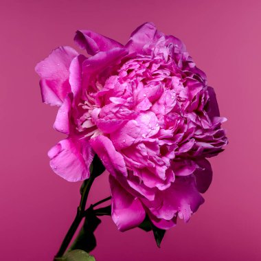 Yapraklarında su damlacıkları olan çarpıcı bir pembe şakayık çiçeği güzelliğini vurgulamak için canlı renkli bir arka plana dizilmiştir.