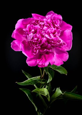 Canlı pembe şakayık çiçeği, su damlacıkları ile taze, koyu siyah arkaplanda fotoğraflanmış, zengin rengini ve narin taç yapraklarını renklendiriyor.