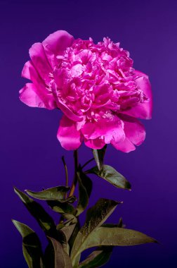 Sersemletici, taze su damlacıklarıyla bezenmiş pembe bir şakayık çiçeği, zengin, mor bir zemin üzerine kurulmuş, canlı rengini ve gür yapraklarını renklendiriyor.