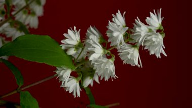 Zarif Beyaz Deutzia çiçeklerinin 4K 'lık yakın çekim videosu zengin bir arkaplan rengine karşı çiçek açıyor 