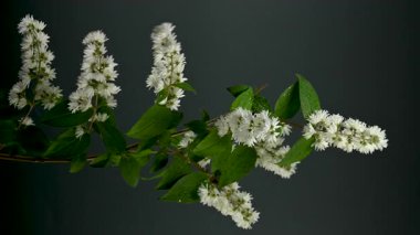 Zarif Beyaz Deutzia çiçeklerinin 4K 'lık yakın çekim videosu zengin bir arkaplan rengine karşı çiçek açıyor 