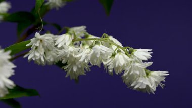 Zarif Beyaz Deutzia çiçeklerinin 4K 'lık yakın çekim videosu zengin bir arkaplan rengine karşı çiçek açıyor 