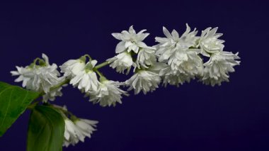 Zarif Beyaz Deutzia çiçeklerinin 4K 'lık yakın çekim videosu zengin bir arkaplan rengine karşı çiçek açıyor 