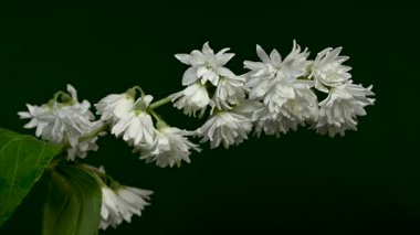 Zarif Beyaz Deutzia çiçeklerinin 4K 'lık yakın çekim videosu zengin bir arkaplan rengine karşı çiçek açıyor 