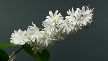 Zarif Beyaz Deutzia çiçeklerinin 4K 'lık yakın çekim videosu zengin bir arkaplan rengine karşı çiçek açıyor 