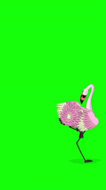 Pembe Flamingo. El yapımı 2D animasyon HD görüntüler yeşil ekranda izole edildi. Video düzenleme, vahşi yaşam projeleri veya kuş temalı yaratıcı çalışmalar için dikey görüntüler