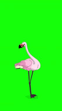Pembe Flamingo. El yapımı 2D animasyon HD görüntüler yeşil ekranda izole edildi. Video düzenleme, vahşi yaşam projeleri veya kuş temalı yaratıcı çalışmalar için dikey görüntüler