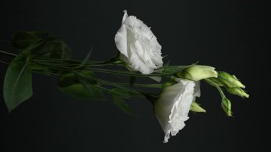 Hassas Beyaz Eustoma çiçeklerinin 4K 'lık yakın çekim videosu siyah bir arkaplan karşısında çiçek açıyor 