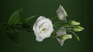 Hassas Beyaz Eustoma çiçeklerinin 4K 'lık yakın çekim videosu siyah bir arkaplan karşısında çiçek açıyor 