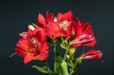 Peru Zambakları olarak da bilinen göz kamaştırıcı kırmızı Alstroemeria 'nın yakın planında parlak, koyu gri bir arkaplan var.