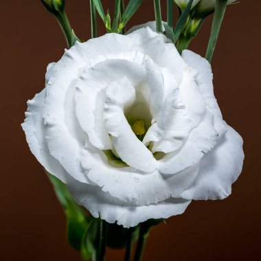 Zarif beyaz Eustoma çiçek açar ve su damlacıklarıyla kapalı tomurcuklar, sıcacık, koyu kahverengi bir arkaplanda güzelce sunulur.