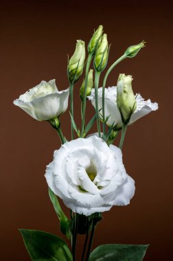 Zarif beyaz Eustoma çiçek açar ve su damlacıklarıyla kapalı tomurcuklar, sıcacık, koyu kahverengi bir arkaplanda güzelce sunulur.