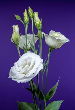 Güzel beyaz Eustoma çiçekleri ve kapalı tomurcuklar zengin, koyu mor bir ortama karşı sergilenir.