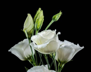 Beyaz Eustoma çiçekleri ve açılmamış tomurcuklar çarpıcı bir bileşim, güzel güzel bir zıt zıt siyah zemin