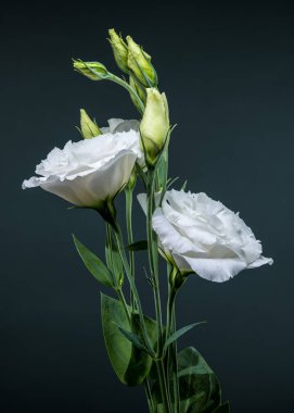 Beyaz Eustoma 'nın zarif bir görüntüsü serpilmiş ve sıkıca kapatılmış tomurcuklar sofistike, koyu gri bir arka plana karşı.