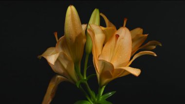 Zarif sarı zambak çiçeklerinin 4K yakın çekim videosu, zengin bir koyu arkaplan karşısında çiçek açar 