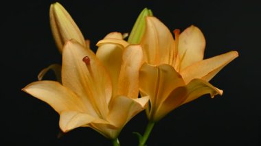 Zarif sarı zambak çiçeklerinin 4K yakın çekim videosu, zengin bir koyu arkaplan karşısında çiçek açar 