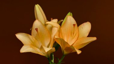 Zarif sarı zambak çiçeklerinin 4K yakın çekim videosu, zengin bir koyu arkaplan karşısında çiçek açar 